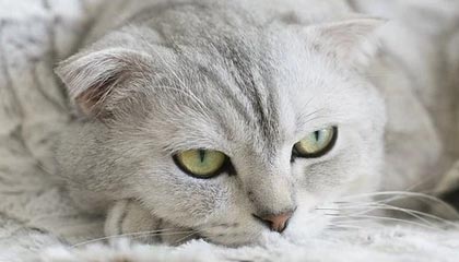 爱游戏内容中心-贝林厄姆加盟皇马，表现抢眼，贝林厄姆技术