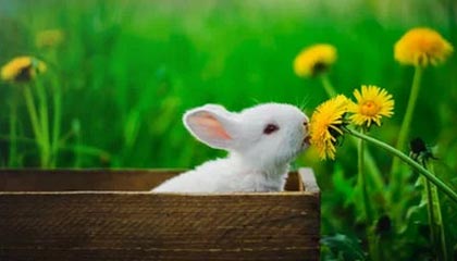 爱游戏-塞内加尔男足在巴黎奥运会上表现出色，赢得多场比赛，塞内加尔足球明星